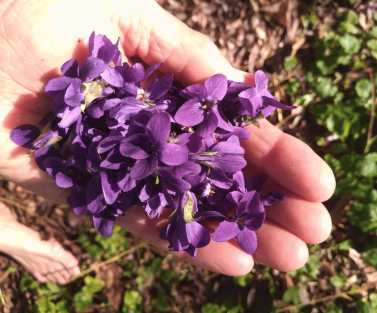 A handful of beautiful and vibrant purple flowers held by Ruth Acland. Just as her Mentorship to Flourish seeks to hold a safe space for you to flourish.