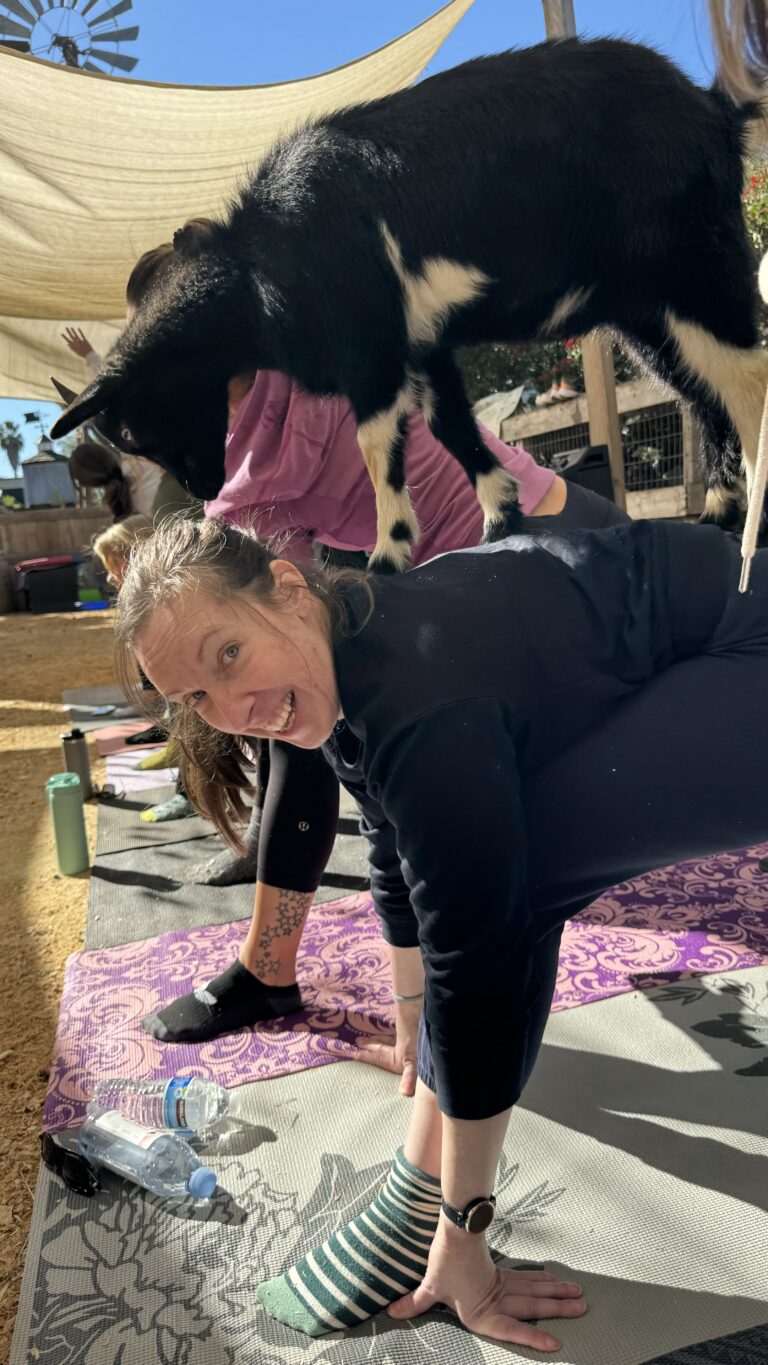 Rachael Massey doing Goat Yoga in San Juan Capistrano, CA. She will join us on Tanglewood Farm as a Permaculture Intern.