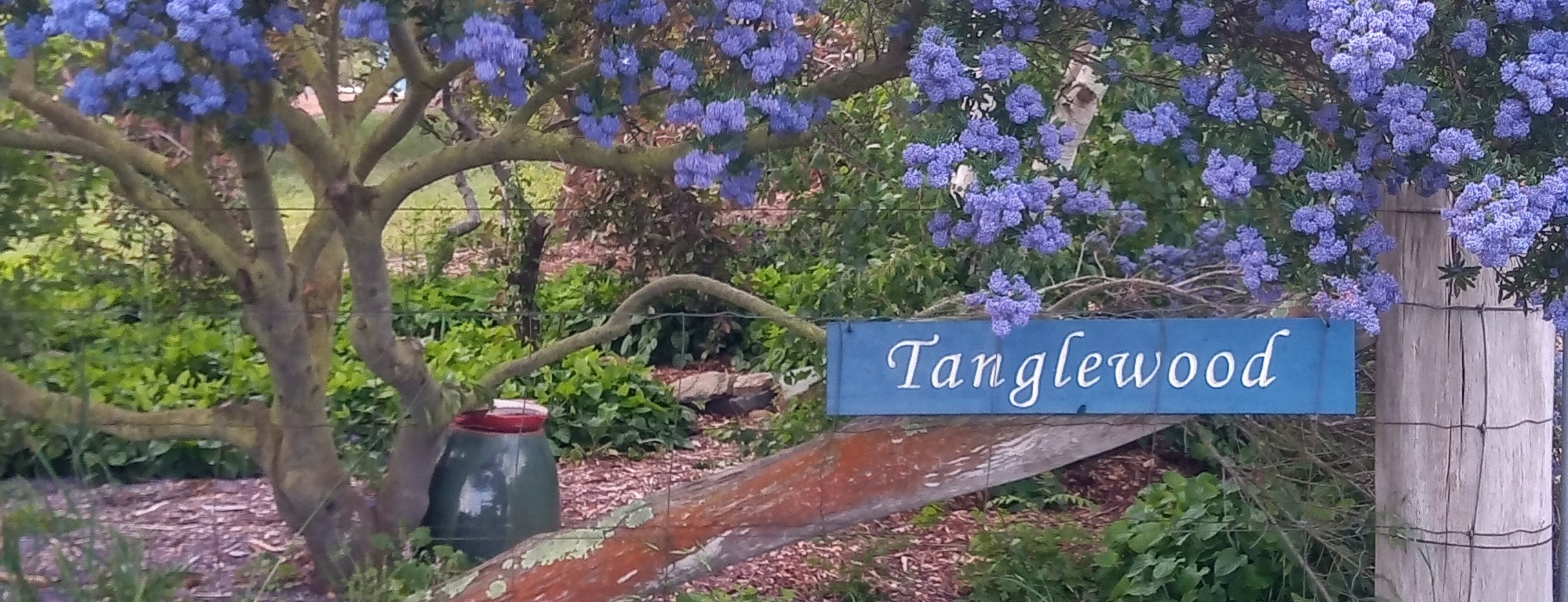 The Tanglewood Sign welcoming you to the permaculture internship at Tanglewood Farm. Visitors, students, and interns are invited by Leonie-Ruth and David Acland's permaculture farm.