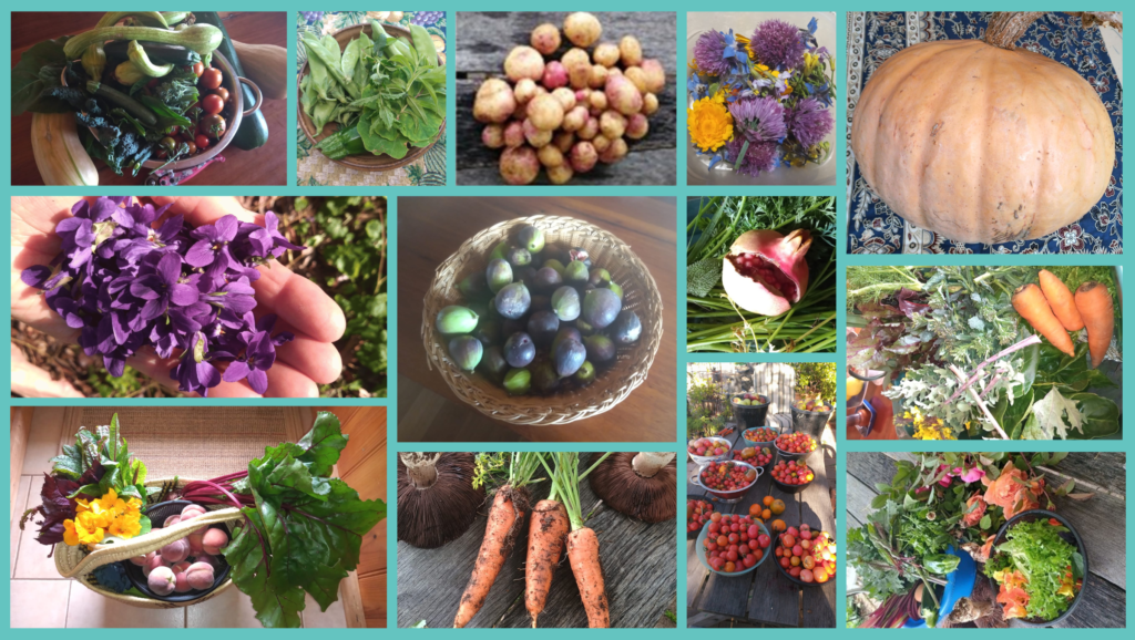 The organic produce from Tanglewood's homesteading garden. The Acland's companion growing and permaculture agriculture.
