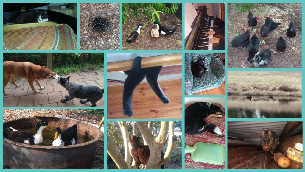 The Animals you will meet during the permaculture internship at Tanglewood Farm.
